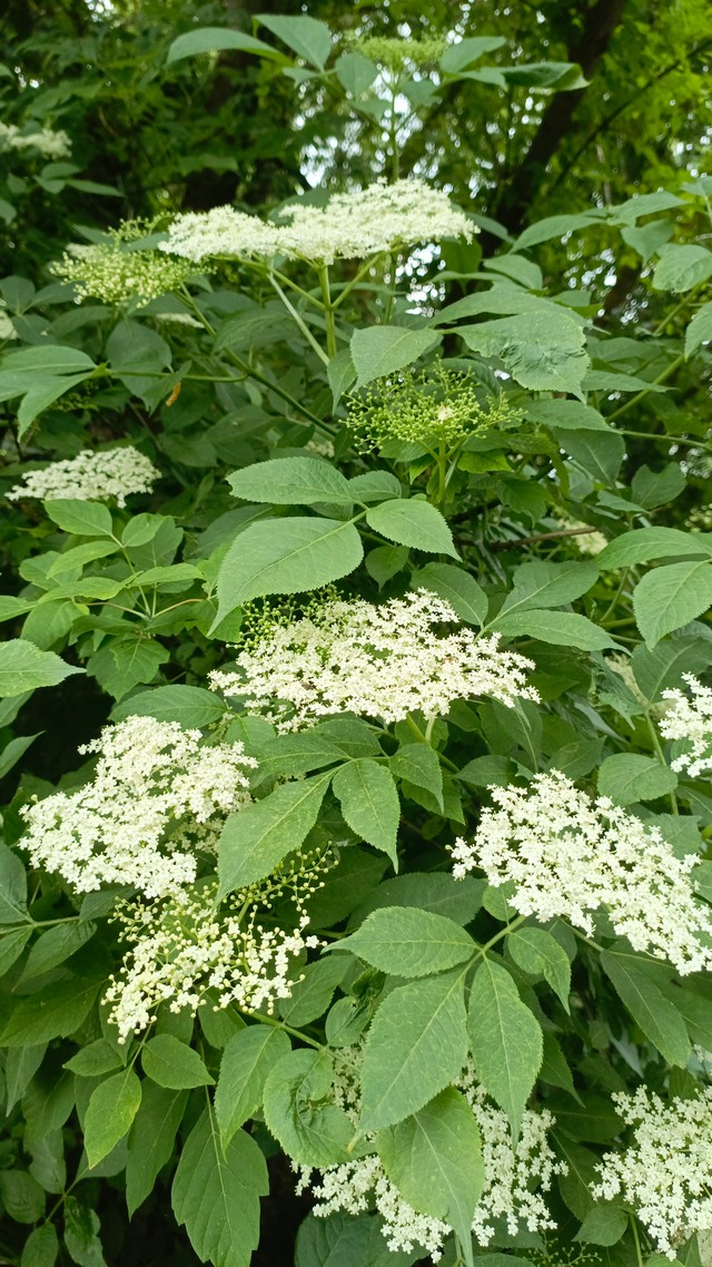 foto 2025 06 10 10 14 003